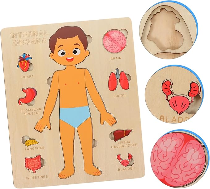 1 Set Human Body Structure Puzzle Model Kid Toys Kids