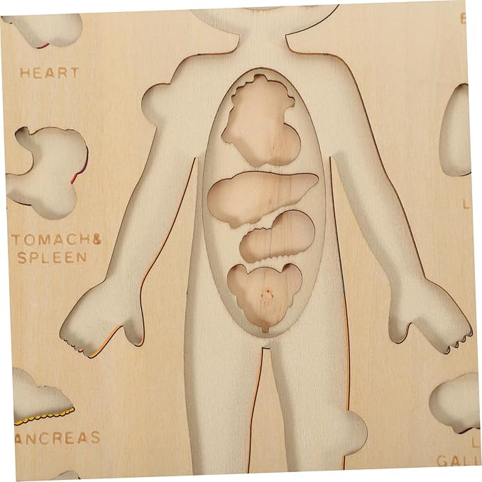 1 Set Human Body Structure Puzzle Model Kid Toys Kids