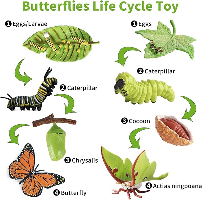 iftnotea 8PCS Monarch Butterflies Life Cycle Toy Figurines for Kids 3 4 5 6