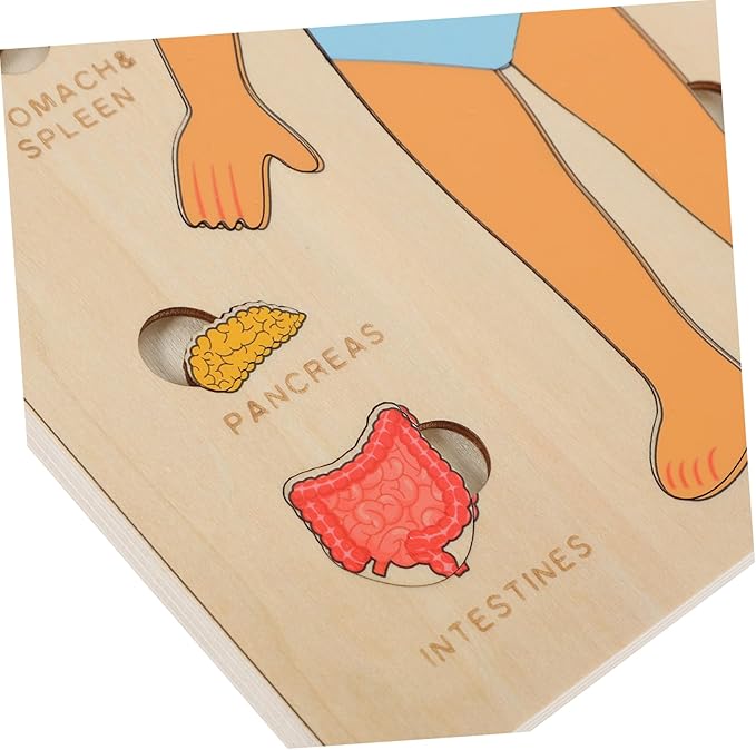 1 Set Human Body Structure Puzzle Model Kid Toys Kids